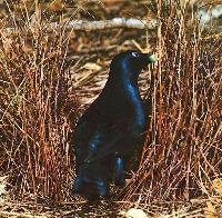 Like the restless bowerbird we constantly search for pretty beads with which to make jewelry for you
